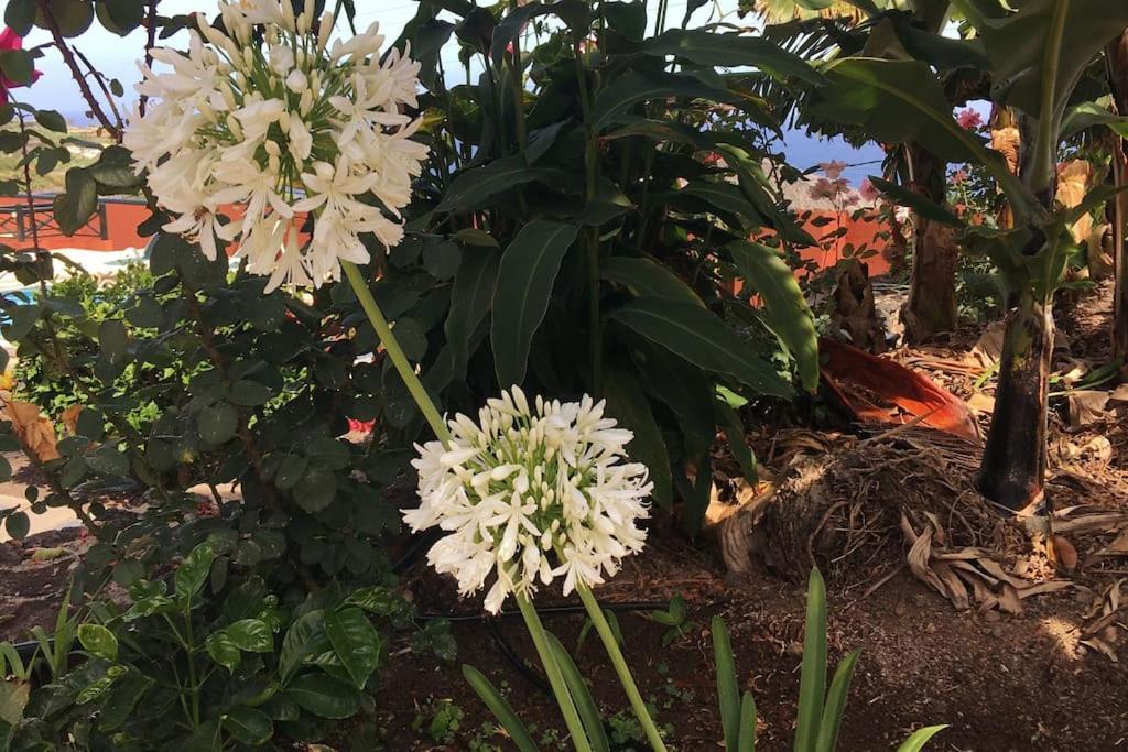 Finca La Romera 拉奥罗塔瓦 外观 照片